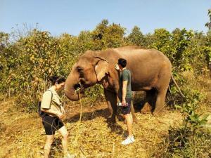 Elephant Jungle Hike