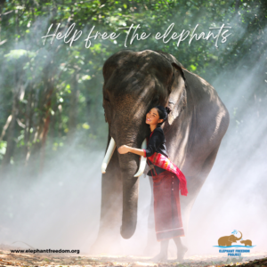 An image gallery capturing a woman embracing an elephant at the Elephant Freedom Project.