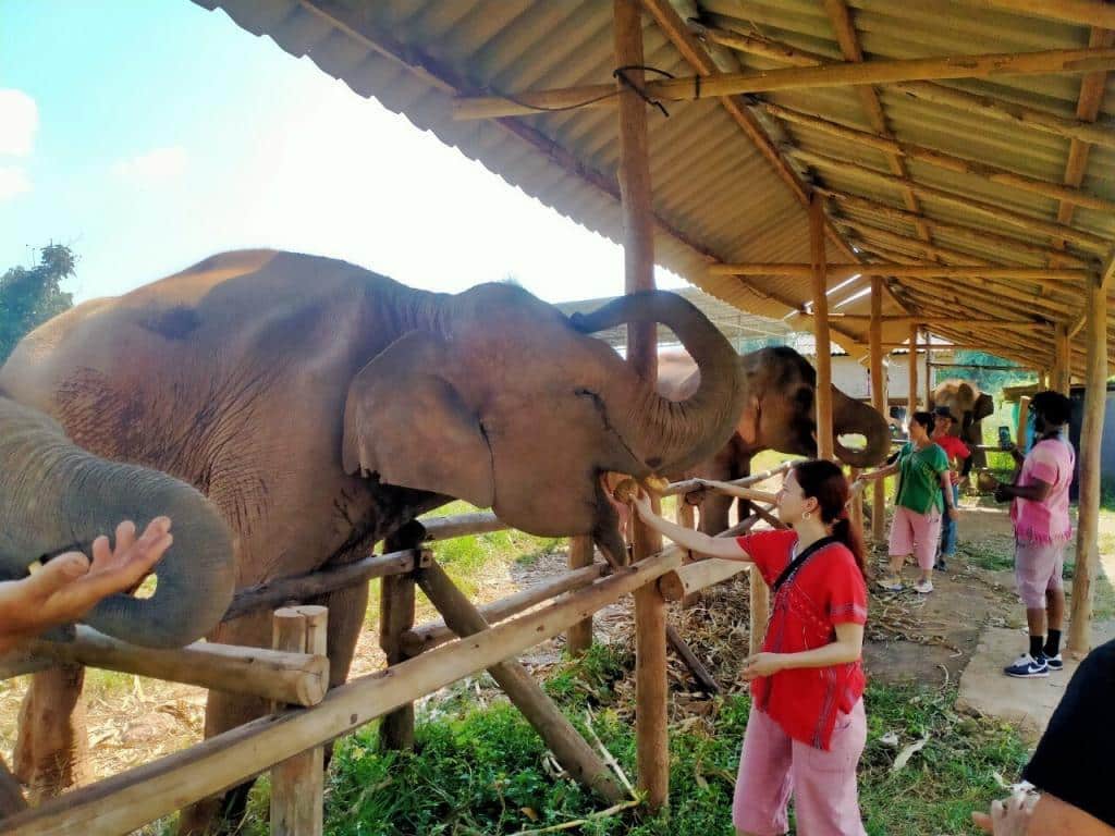 Check out this image from the Elephant Freedom Project where a group of people are feeding an elephant.