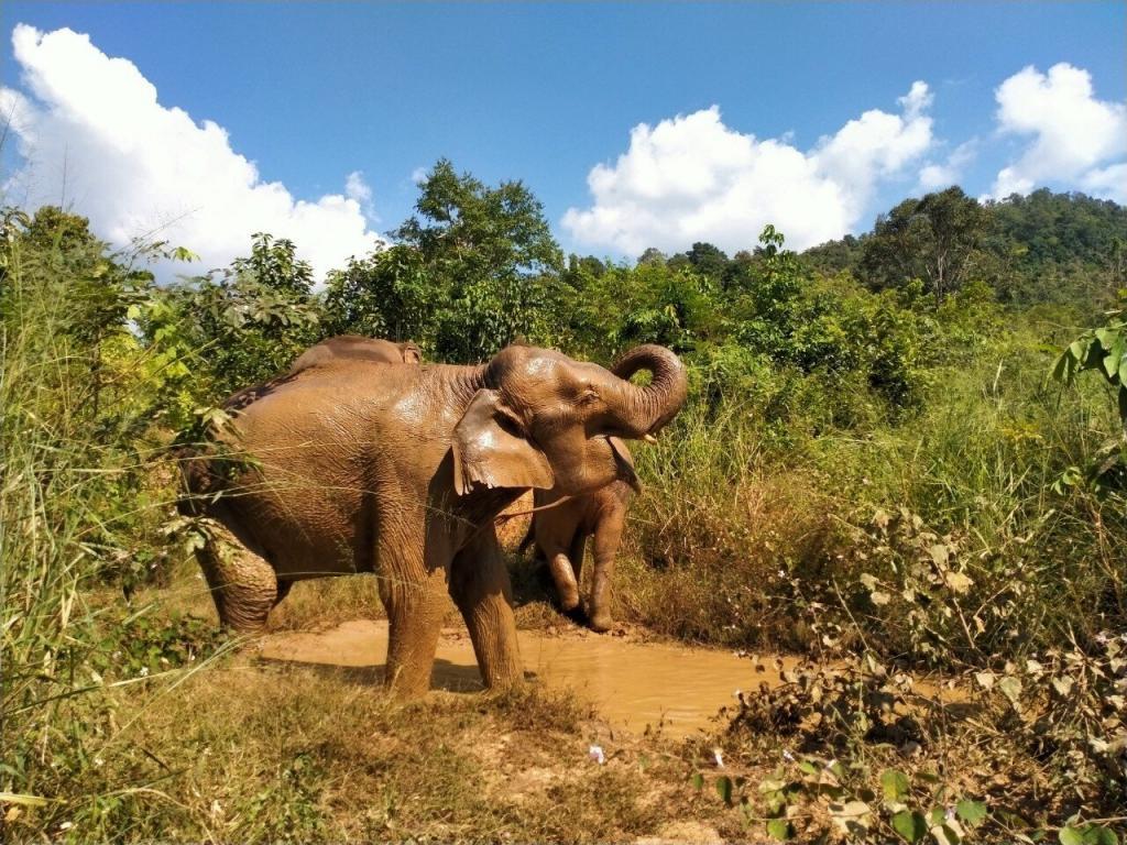 An elephant standing in a muddy puddle is showcased in the Image Gallery.