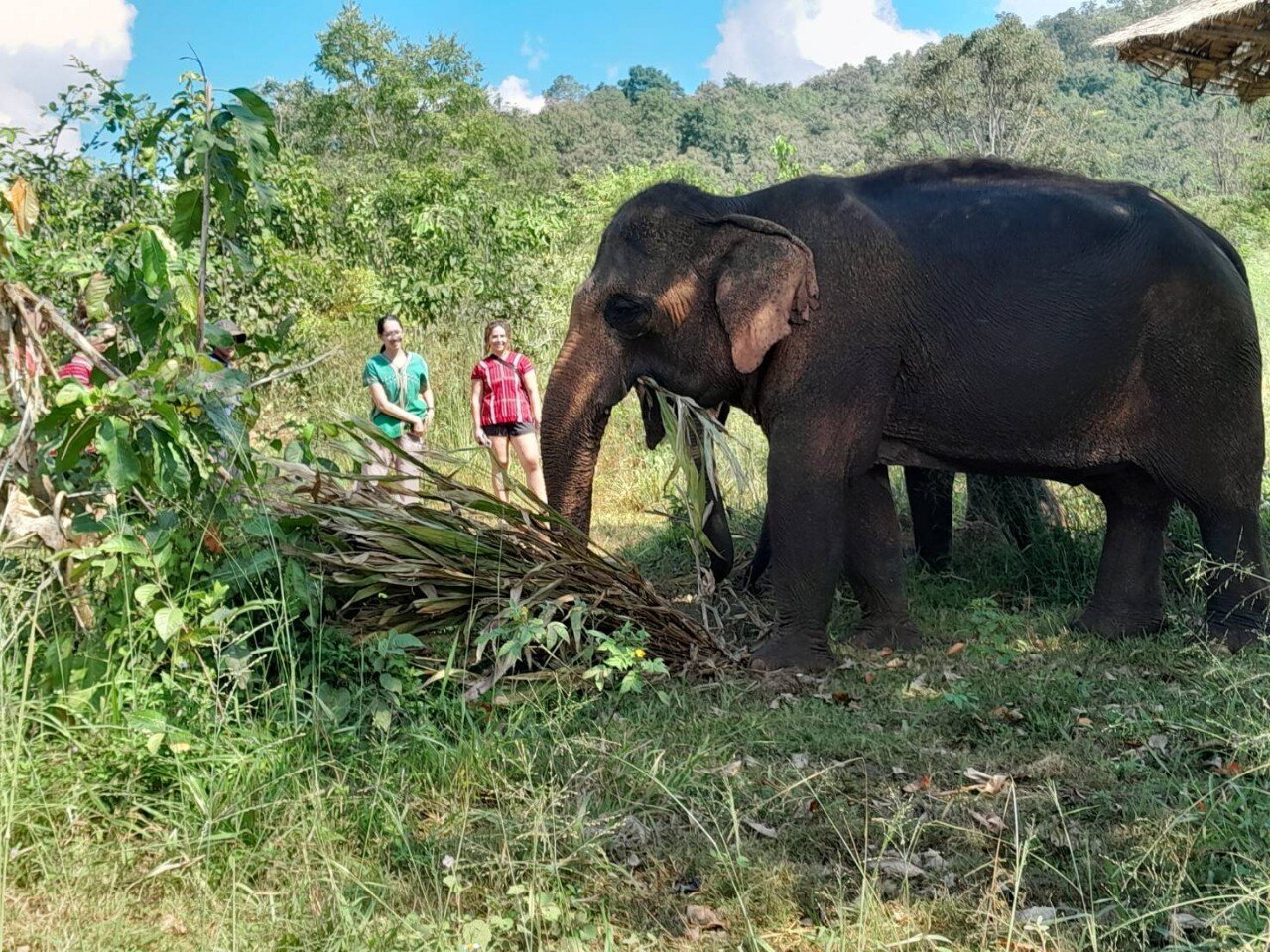 Elephant Sanctuary Chiang Mai