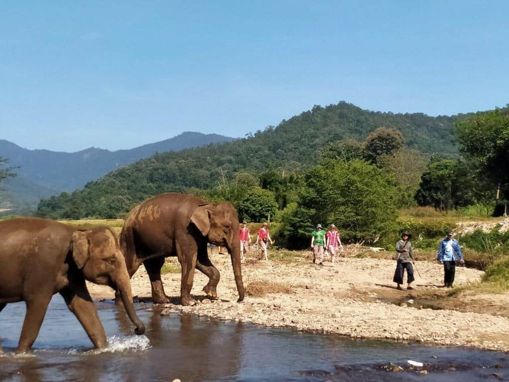 Elephants walking in a river, captured in the Image Gallery.