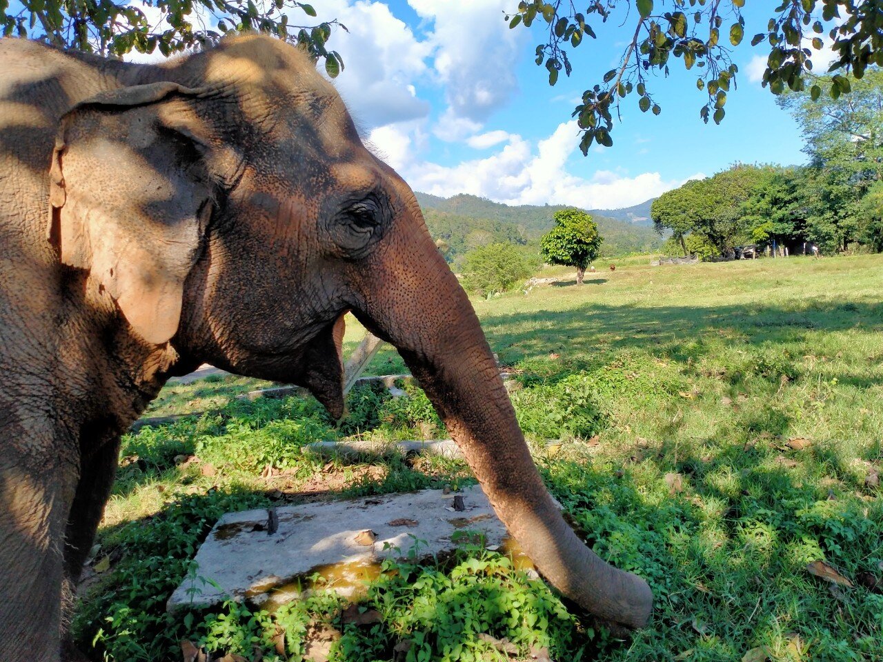 An elephant with its trunk up in the grass can be found in the Elephant Freedom Project's Image Gallery.