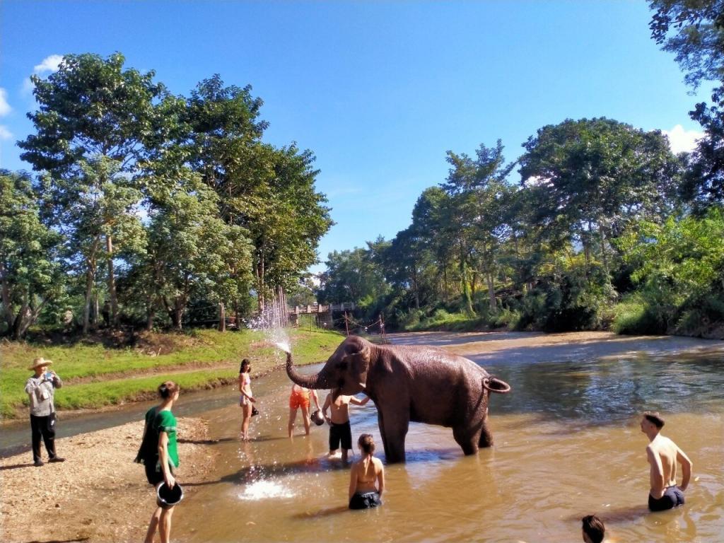 Elephant Swim Time In The River