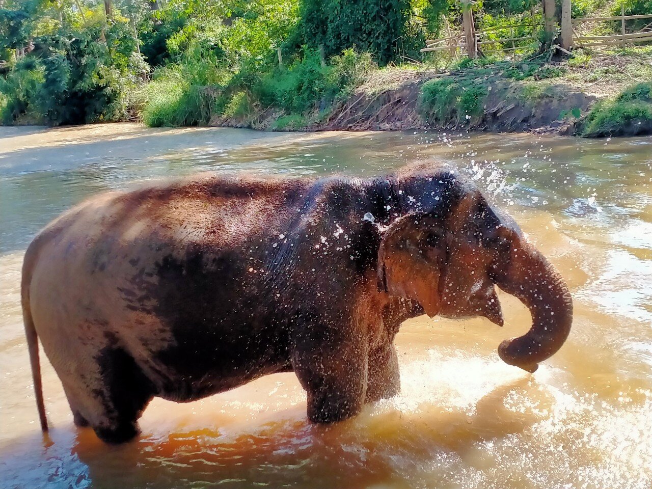 View our stunning Image Gallery showcasing an elephant in a river.