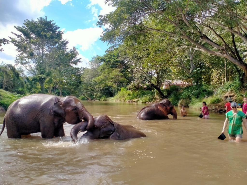 Elephants in a river captured in an image gallery.