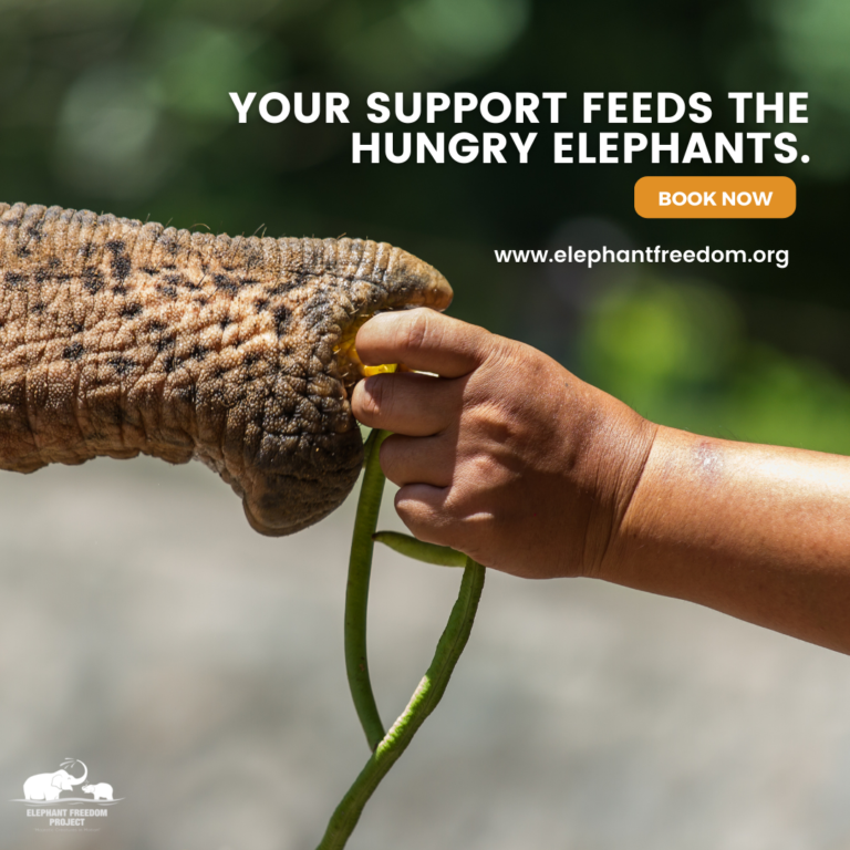 A hand feeding an elephant at the Elephant Freedom Project.