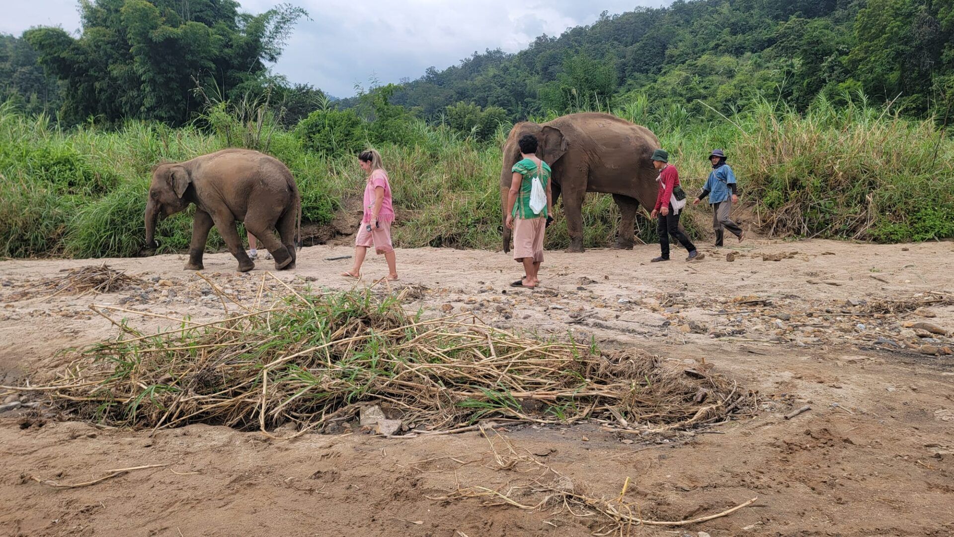 A group of people walking with elephants at the Elephant Freedom Project. Visit our Image Gallery to see more!