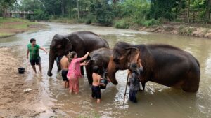 A group of people washing elephants at an Elephant Sanctuary in Chiang Mai.