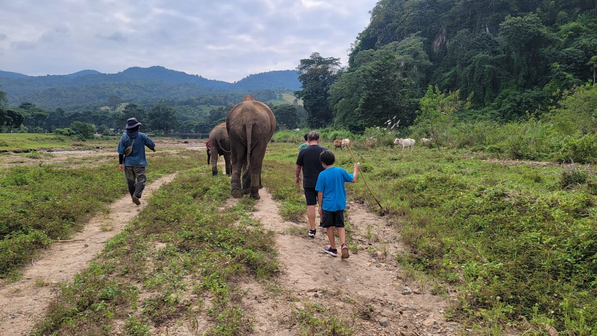 In the Elephant Freedom Project, a group of people embark on a walk with the majestic elephants.