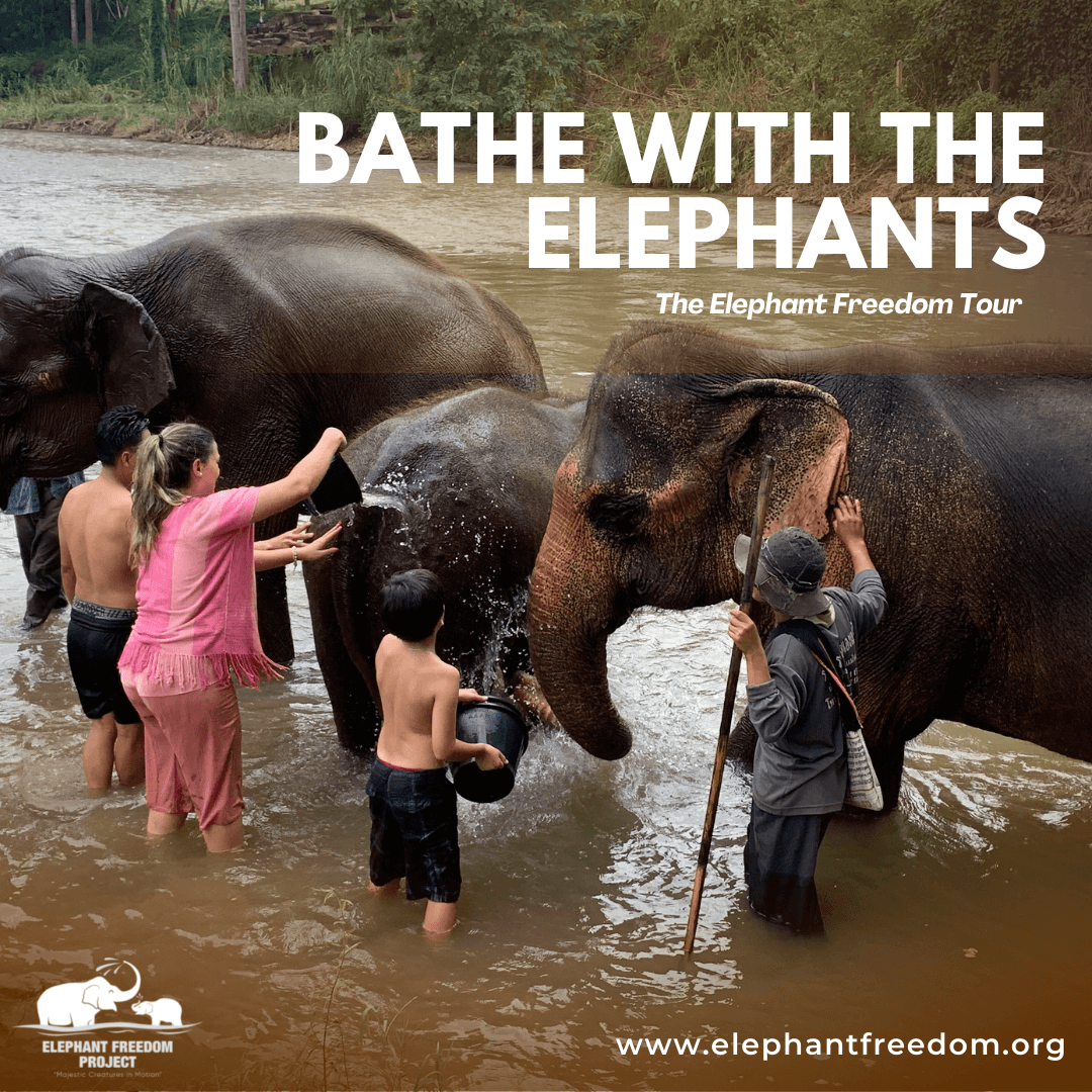 In the Elephant Freedom Project, a group of people can be seen washing elephants in water.