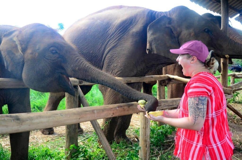 Feeding the Elephants2