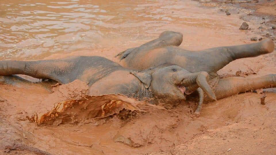 Elephants playing in the mud at the Elephant Freedom Project.
