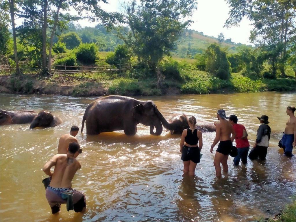 A group of people standing in a river with elephants at the Contact Elephant Freedom Project.