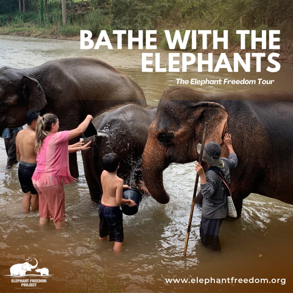 A group of people lovingly washing an elephant in a river, creating a heavenly experience.