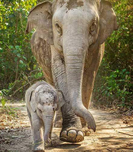 An elephant and a baby elephant are strolling on a path at the Elephant Sanctuary in Chiang Mai.