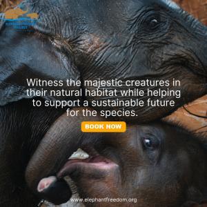 Witness the majestic creatures in their natural habitat, showcasing the unique personalities of elephants while helping to support their endangered future.