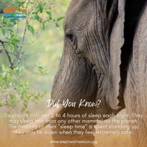 Learn More About An Elephants Anatomy