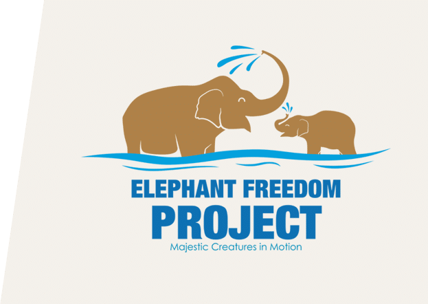 Logo of the Elephant Freedom Project in Chiang Mai, showcasing elephant feeding.