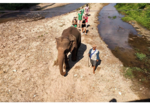 Elephant Hike Along River e1673254107304