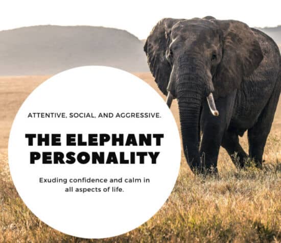 Personalities of Elephants