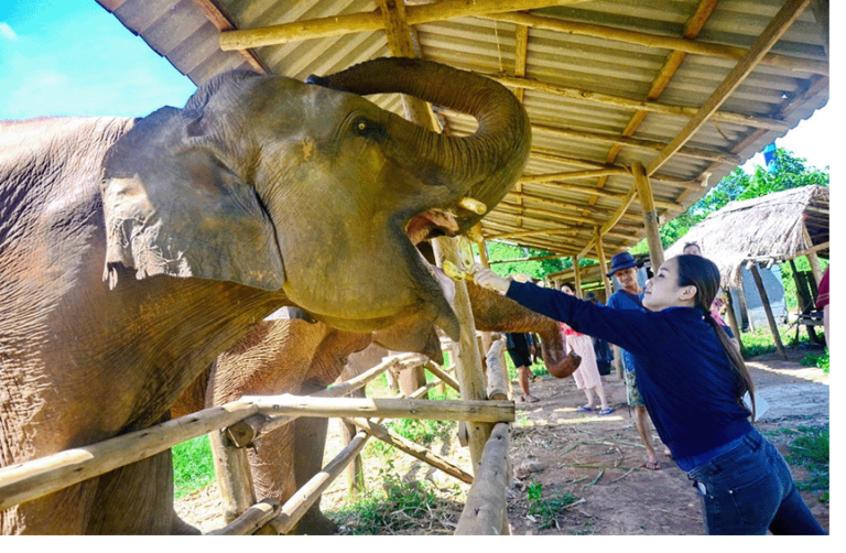 A woman feeding an elephant during an elephant tour in Thailand.