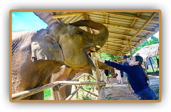At the Chiang Mai Elephant Sanctuary, a woman is feeding an elephant.