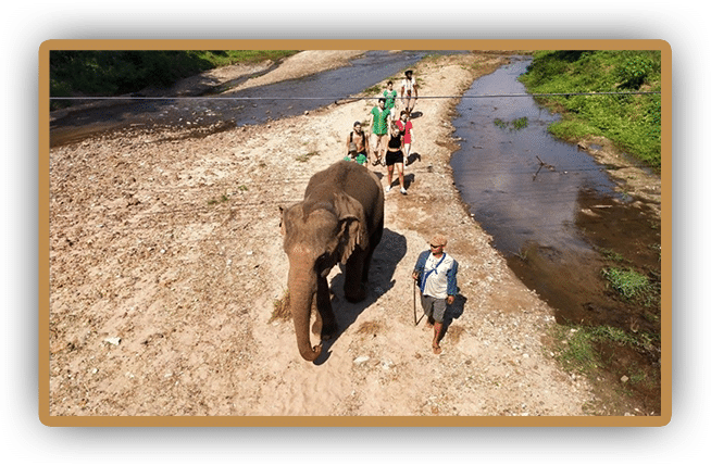 Witness a group of people walking by an elephant during a full day excursion.