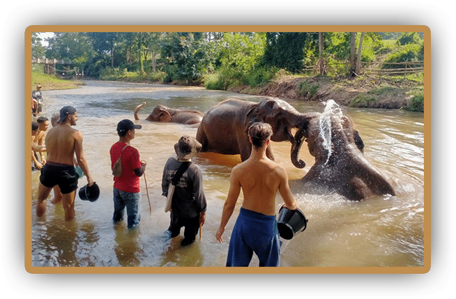 A group of people standing in a river with elephants during an EFP excursion.