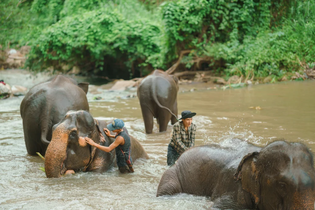 Elephant River Swimming Elephant Freedom