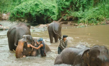 Elephant River Swimming Elephant Freedom