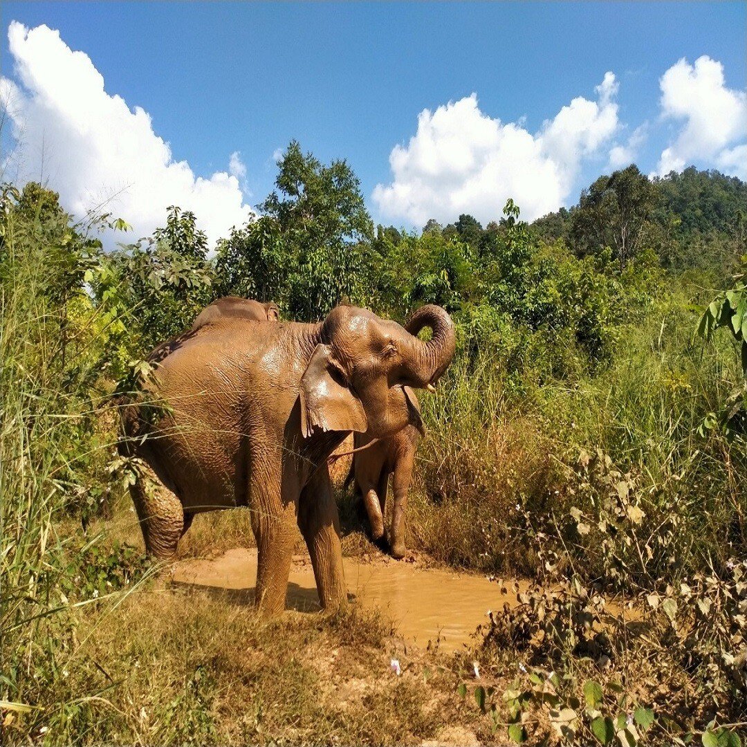 elephant tour thailand