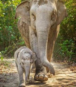 Elephant Sanctuary in Phuket