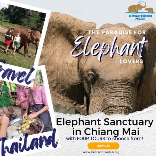 Explore the Chiang Mai Elephant Sanctuary, a haven for rescued elephants.