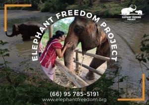 Best Elephant Sanctuary in Chiang Mai