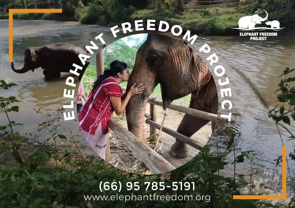 Experience the Elephant Freedom Project in Thailand and interact with rescued elephants in their natural habitat. Join us for a once-in-a-lifetime opportunity to support these amazing creatures while learning about their rehabilitation process.