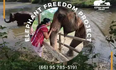 Experience the Elephant Freedom Project in Thailand and interact with rescued elephants in their natural habitat. Join us for a once-in-a-lifetime opportunity to support these amazing creatures while learning about their rehabilitation process.