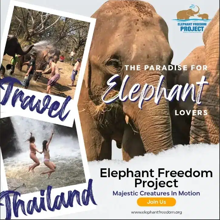 Een groep mensen die interactie hebben met olifanten in een olifantenopvangcentrum in Chiang Mai.