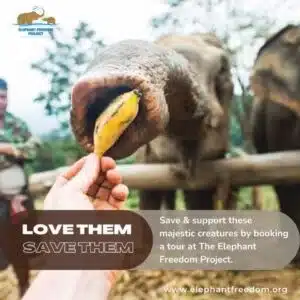 At Elephant Rescue Camps, a hand feeds an elephant.