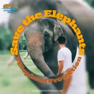 Elephant Rescue Camps