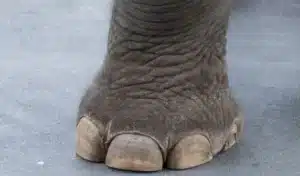 Discover interesting facts about an elephant's foot.