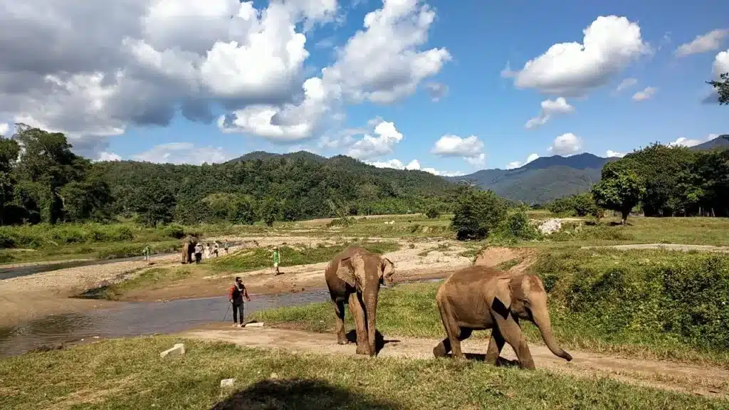 An Image Gallery showcasing a group of elephants walking along a river.