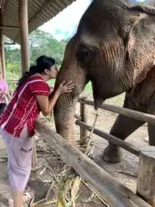 Elephant Sanctuaries in Chiang Mai