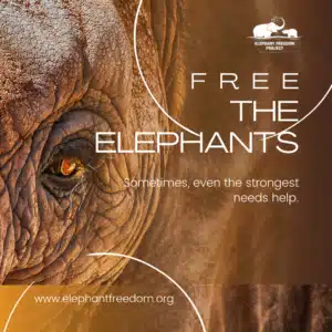 Elephant Freedom project Chiang Mai