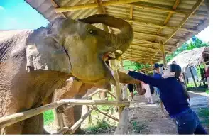 A woman enjoying elephant feeding chiang mai experience. Feeding elephants at an elephant sanctuary in Chiang Mai, Thailand.