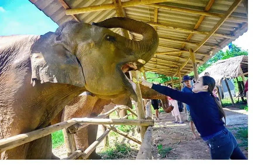 A woman feeding elephants at an elephant sanctuary in Chiang Mai, Thailand.