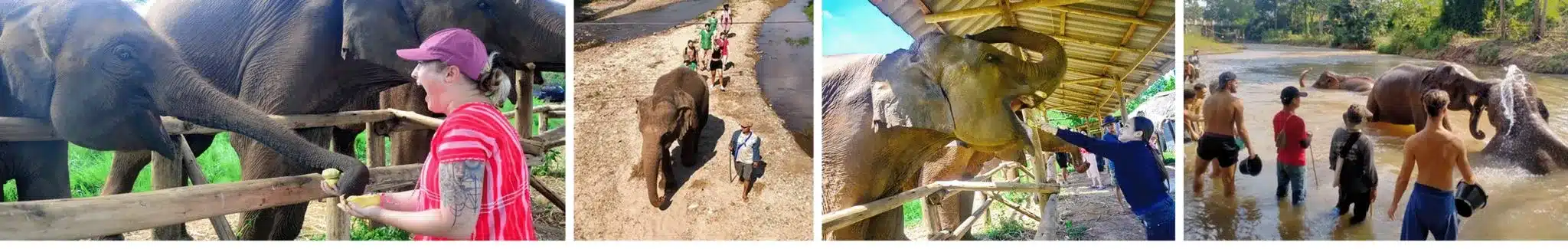 Elephant Tour Chiang Mai Thailand