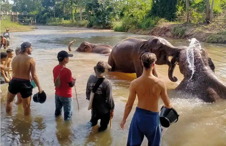 A group of people standing in a river with elephants during an elephant tour in Chiang Mai, Thailand.
