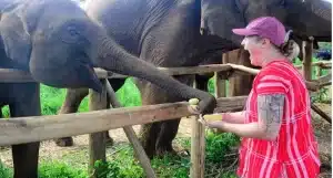 Best Elephant Sanctuary in Thailand