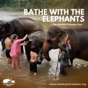 Heaven for Elephant Lovers